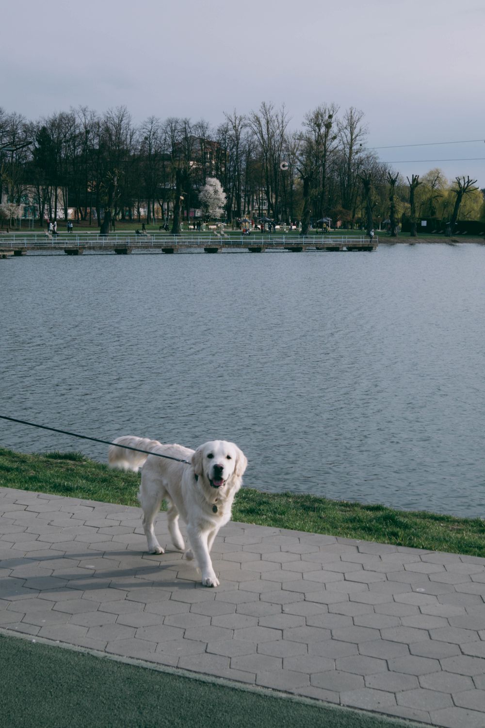 Cane che cammina al guinzaglio lasco